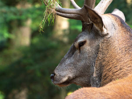 deerの写真素材