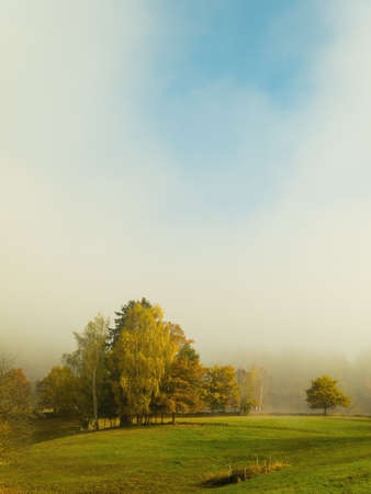 autumn forestの写真素材