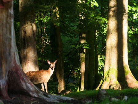 fawnの写真素材