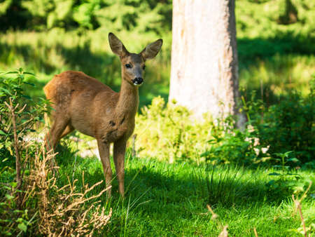 fawnの写真素材