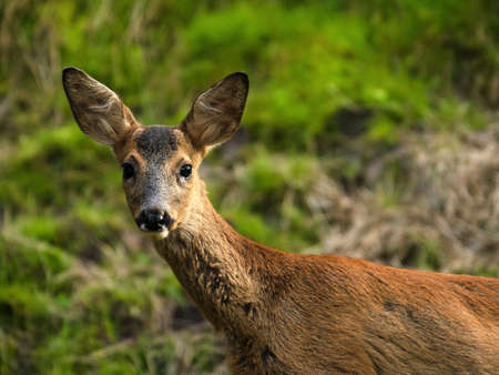 fawnの写真素材