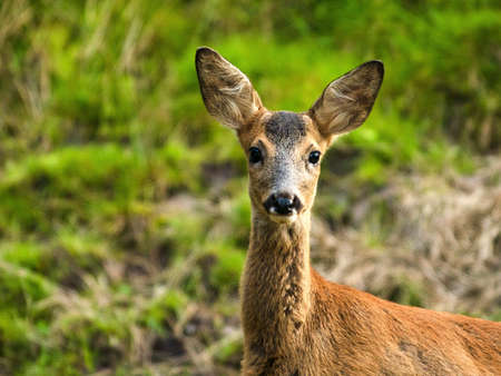 fawnの写真素材
