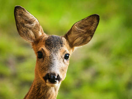 fawnの写真素材