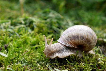 Snailの写真素材