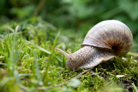 Snailの写真素材