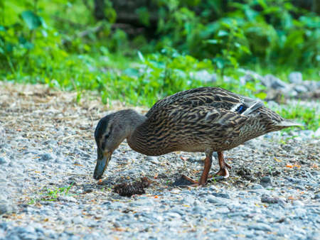 mallardの写真素材