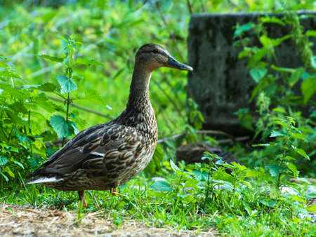 mallardの写真素材