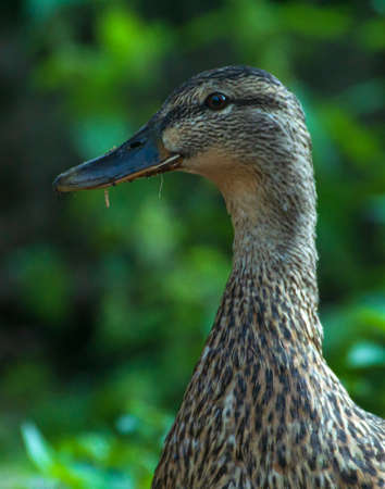 mallardの写真素材