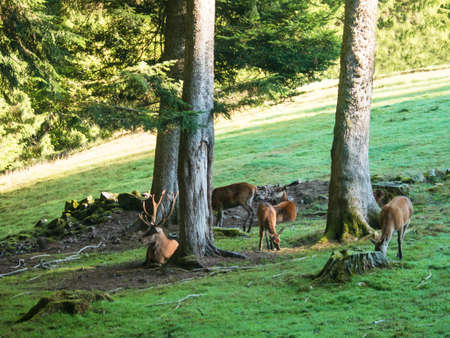 deerの写真素材