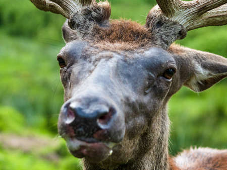 Deer headの写真素材