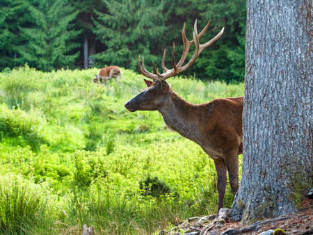 deerの写真素材