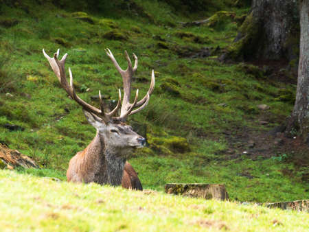deerの写真素材
