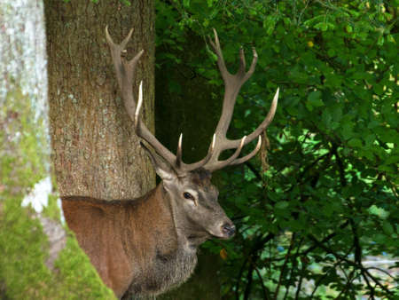 deerの写真素材