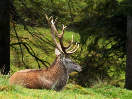 deerの写真素材