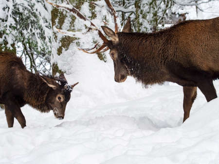 Hirsch fightの写真素材