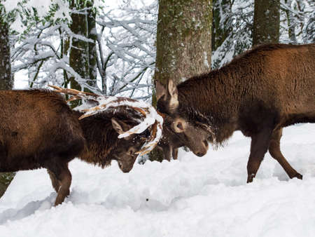 Hirsch fightの写真素材