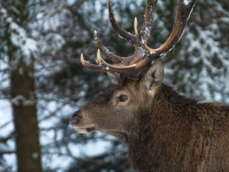 deerの写真素材