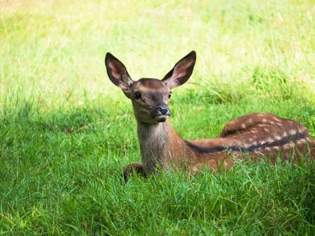 fawnの写真素材