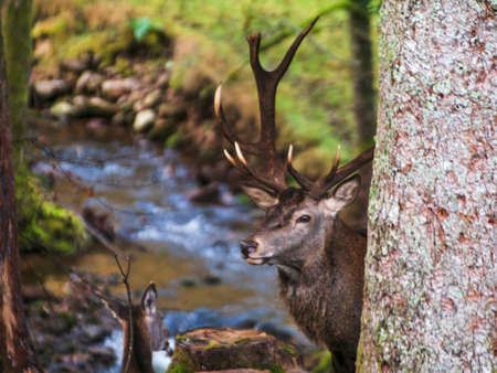 Deer by the streamの写真素材