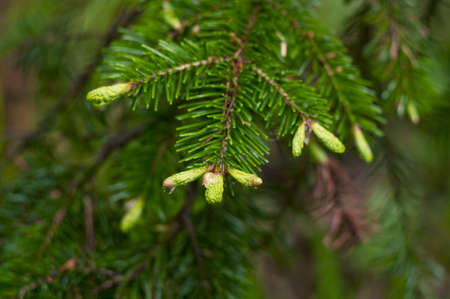 new spruce branches / photography