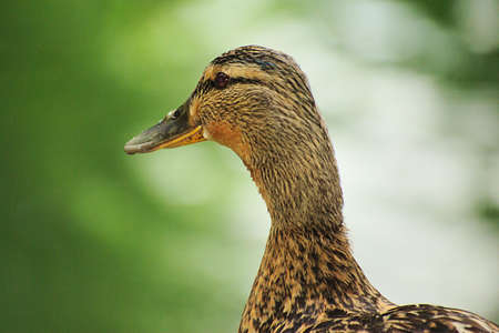 duck 5の写真素材