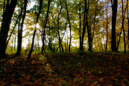 autumn carpetの写真素材