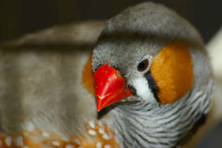 The hoarse beak mandarinの写真素材