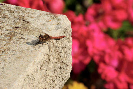 Dragonfly  Odonata の写真素材