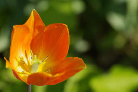 Orange tulipの写真素材