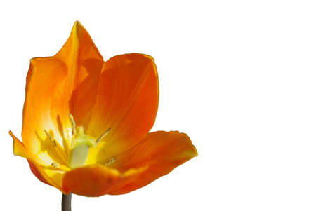 Orange tulip croppedの写真素材