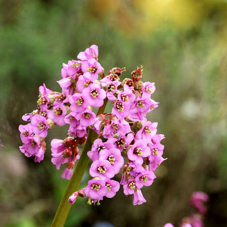 Boerhavia diffusaの写真素材