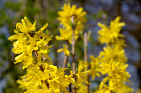 Forsythia - detailの写真素材