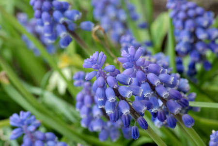muscari neglectum 1の写真素材