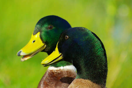 Mallards speaking Anas platyrhynchosの写真素材