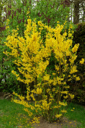 Forsythiaの写真素材