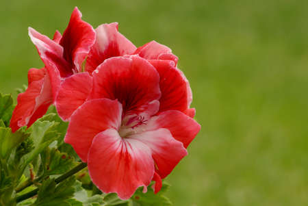 Pelargonium 2の写真素材