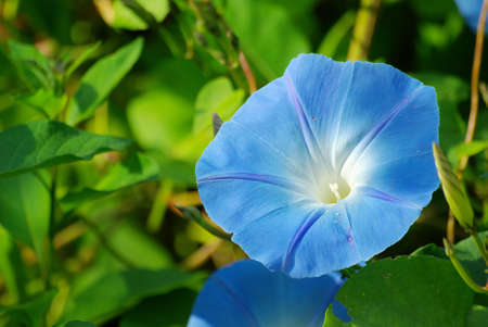 Ipomea mornig gloryの写真素材