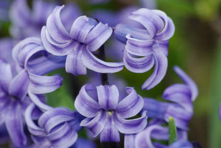 trio of hyacinth hyacinthusの写真素材