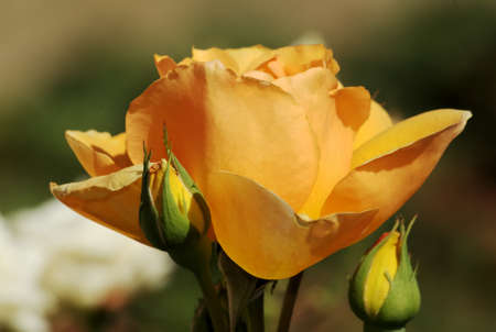 orange rose flowerの写真素材