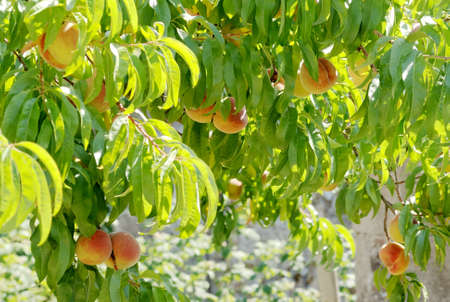 Prunus persica the peach tree 3の写真素材