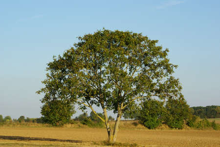 countryside tree in summerの写真素材
