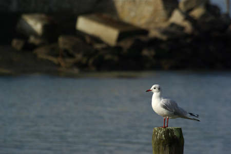 Chroicocephalus ridibundus the black-headed gull の写真素材