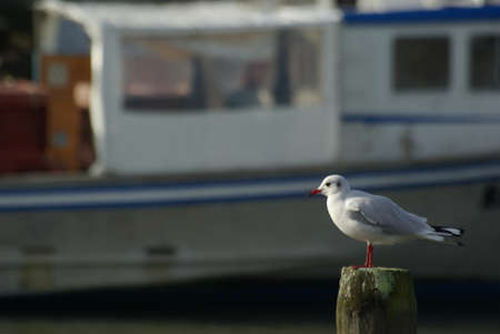 Chroicocephalus ridibundus the black-headed gull 