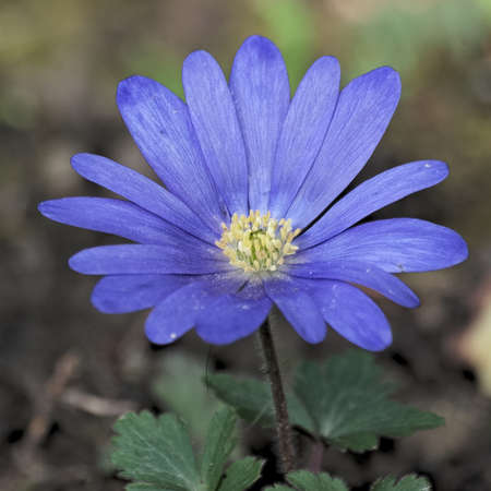 Anemone blanda 2 - Grecian Windflowerの写真素材