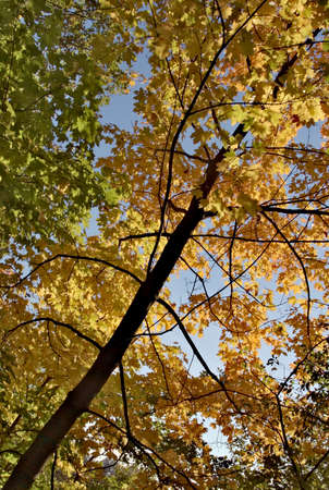 Autumn foliageの写真素材