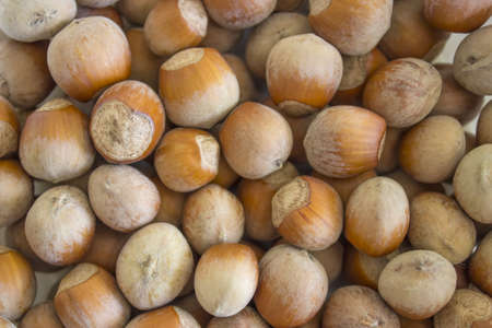 hazelnutの写真素材