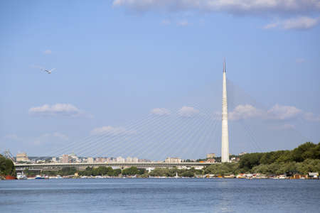 Gull and Ada Bridge,  on Sava River, in Belgrade, Serbiaの写真素材