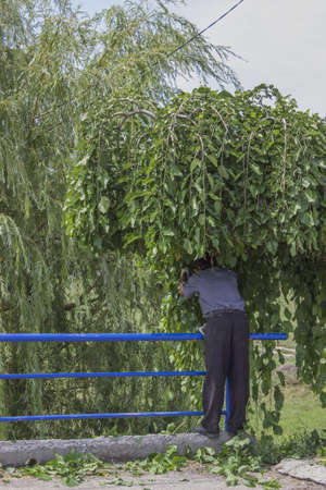 A worker trimming a tree with a clippers, hazardous branches of trees that occupy roadside property...