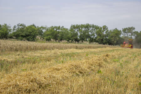 Old style combine harvester working a wheat field.  Focus on the front . Photo taken near Smederevo,...