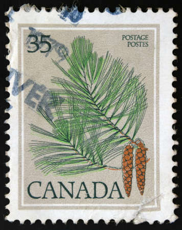 Canada postage stamp Eastern White Rine (Pinus strobus), 1979の写真素材